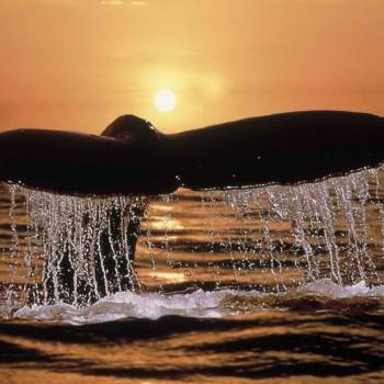 Sunset & Dolphins 