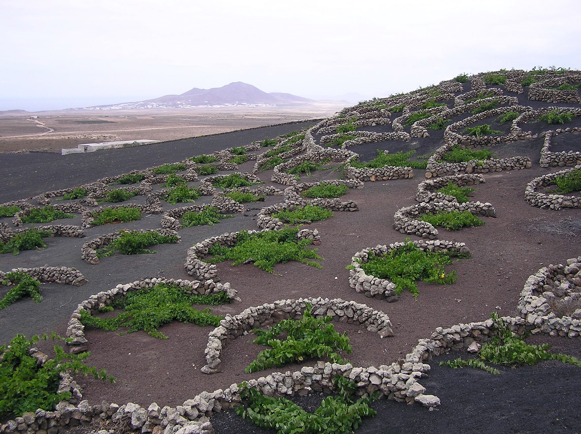 la geria lanzarote wine tour